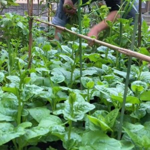 Cần nam làm vườn cho gia đình ở Củ Chi – Sài Gòn - Lương 8tr bao ăn ở