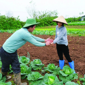 EM ĐANG CẦN 1 CẶP VỢ CHỒNG LÀM VƯỜN LƯƠNG KHỞI ĐIỂM 16TR BAO ĂN Ở TẠI HÓC MÔN