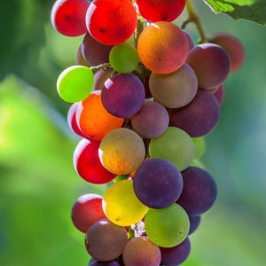 Tuyển Chị Chăm Bà Quận 2 – Lương 12 triệu , Bao Ăn Ở