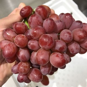 Em cần gấp cô giúp việc nhà ở quận 3, lương 12 triệu ( bao ăn ở)