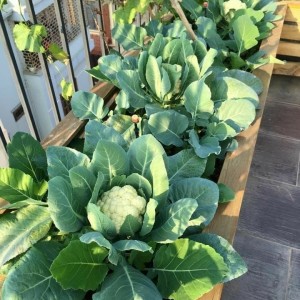 Cần Người Giúp Việc Nhà , Ở Quận Thủ Đức .