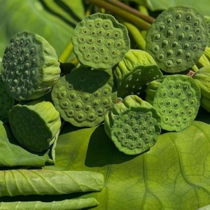 Nhà em cần cô giúp việc nhà quận Thủ Đức, lương 13 triệu ( bao ăn ở )