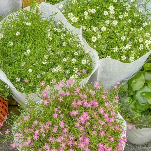 Khách sạn gia đình ở Trần Thị Điệu-Quận 9- cần chị tạp vụ dọn dẹp, vệ sinh phòng ốc, sạch sẽ, gọn gàng là được- bao ăn ở