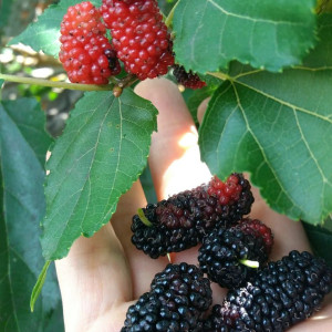 Tuyển cô giúp việc nhà làm ở Phú Nhuận - Lương 12 triệu ( bao ăn ở )