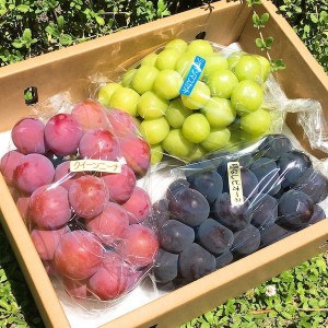 Cần cô giúp việc nhà thật thà, siêng năng cho nhà em ở Quận 7 LƯƠNG 12 TRIỆU