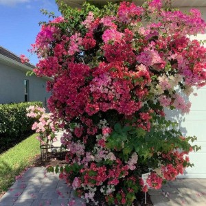 Lương 12tr Bao Ăn Ở - Cần Cô Chăm Ông Ở Quận 4