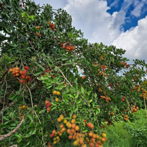 Cần 1 anh làm vườn ăn ở lại nhà chủ ở Củ Chi hồ chí minh ( bao ăn ở)