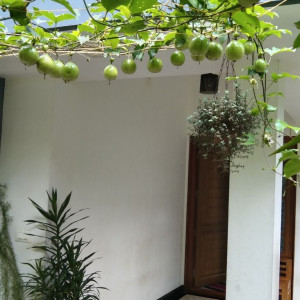 Cần chị sinh năm dưới 1970 giúp việc nhà ở Hóc Môn lương 9 triệu