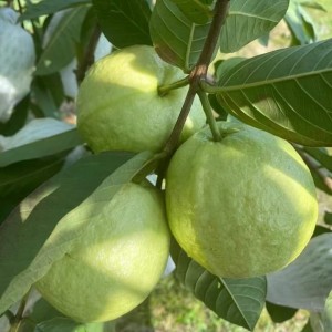 Nhà vườn ở Bến Lức , Long An cần 1 người về trông coi nhà và vườn cây ăn quả , làm vườn