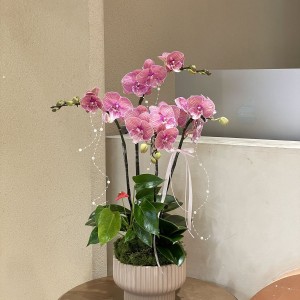 Biệt Thự Sân Vườn Khu Trung Sơn Quận 8 Cần Cô Giúp Việc