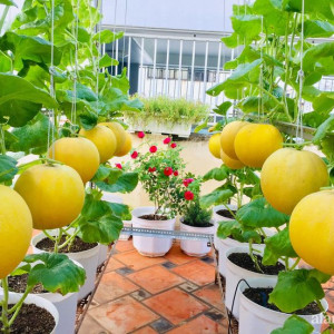 Tìm cô giúp việc nhà quận 8 - Lương 12 triệu ( bao ăn ở )