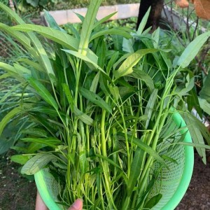 Cần cô giúp việc nhà theo giờ ở đường Trần Quý- Quận 11