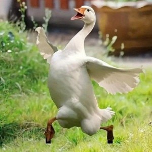 Cần cặp vợ chồng chăm vịt ở Củ Chi ( bao ở ko bao ăn ) - lương 16tr