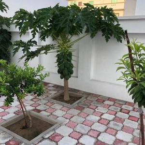 Cần 1 nam làm vườn chăm cây – rau cho gia đình ở Củ Chi