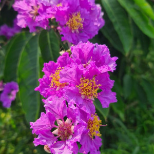 Cô ơi, con cần người chăm bà quận 7 lương 12 triệu ( bao ăn ở )