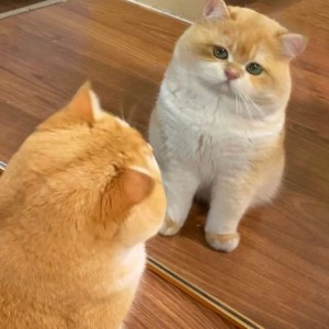 Tìm cô giúp việc nhà nấu ăn trong gia đình lương 11 triệu ( bao ăn ở) ở Quận 4