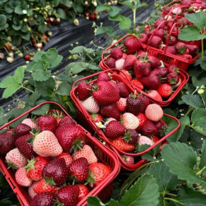 Tìm người giúp việc nhà quận 1 lương 11 triệu/ tháng