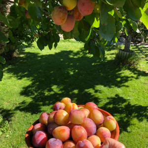 Nhà ở Bình Thạnh cần gấp cô chuyên chăm bà 82 tuổi LƯƠNG 10 TRIỆU