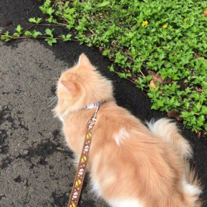 Nhà ở quận 11, cần chị giúp việc nhà , Lương 10 triệu ( bao ăn ở )