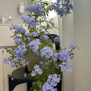 EM Ở GẦN CHỢ BÌNH ĐIỀN, QUẬN 8 CẦN CHỊ GIÚP VIỆC LÀM ĂN Ở LẠI