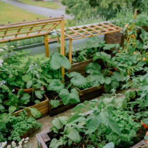 BÀ NGOẠI EM NĂM NAY 85 TUỔI NÊN ĐI ĐỨNG YẾU CẦN CHỊ VỀ DÌU BÀ ĐI