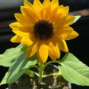 cần chị giúp việc mai đến nhận việc đi làm ngay tại chung cư Quận 4