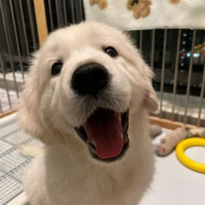 Cần tuyển cô giúp việc nhà ở lại, quận 12,Lương: 11 triệu/tháng, bao ăn ở, có thưởng lễ Tết.