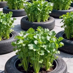 Nhà 1 trệt 1 lầu ở khu dân cư Trung Sơn Bình Chánh cần người giúp việc nhà