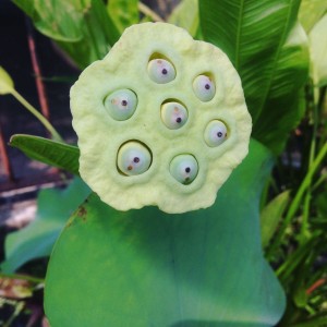 EM Ở ĐƯỜNG BÀU BÀNG, TÂN BÌNH CẦN CHỊ CHĂM BÀ 83 TUỔI