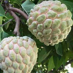 EM Ở GẦN VINCOME QUẬN 9 CẦN CHỊ GIÚP VIỆC NHÀ LƯƠNG 12 TRIỆU ( BAO ĂN Ở )