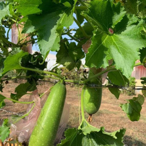 Tuyển chị biết nội trợ, dọn dẹp nhà cửa và nấu ăn. Em ở Tân Bình  ưu tiên chị có thể đi làm được ngay