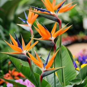 CẦN CHỊ CHĂM BÀ EM Ở GẦN CHỢ HẠNH THÔNG TÂY, GÒ VẤP