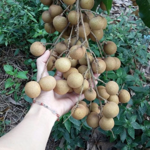 Cần 1 cặp vợ chồng người miền Trung