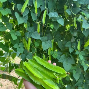 Cần Cô Chăm Bà 85 Tuổi ,chung Cư 2 Phòng Ngủ , Ở Quận 1