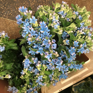 Cần chị giúp việc nhà quận Bình Thạnh,chung cư Wilton Plaza – Lương 11 triệu ( bao ăn ở )