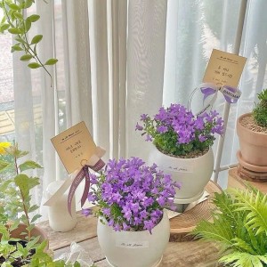 Cần người phụ đóng ( hoa ), ở Tân Bình