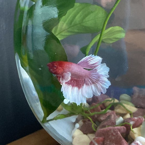 Cần chị giúp việc nhà ở quận Tân Bình , không yêu cầu kinh nghiệm