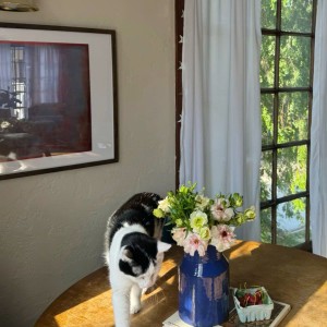 Cần cô giúp việc nhà - Gò Vấp - lương 9tr