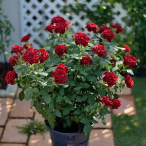 🏠 Tìm Người Giúp Việc Quận 2 - Lương 13 triệu ( bao ăn ở )