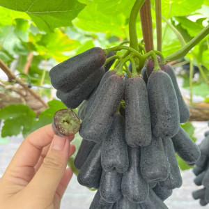 Cần cô Giúp việc nhà tại Nguyễn Gia Trí, Bình Thạnh