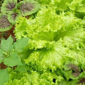 Nhà em có 4 người tìm chị tới giúp việc nhà lương 10 triệu