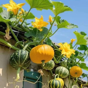 EM CẦN TÌM CHỊ BẢO MẪU CHO CON EM 5 THÁNG GẦN EMART GÒ VẤP