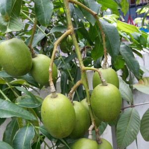 Cần chị giúp việc nhà , làm ở quận bình thạnh, Lương 11 triệu (bao ăn ở )