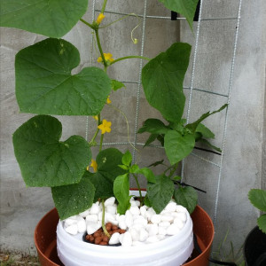 NHÀ EM Ở ĐƯỜNG NGUYỄN VĂN CỪ, QUẬN 7 CẦN CHỊ GIÚP VIỆC NHÀ