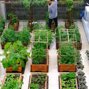 CẦN NAM LÀM VƯỜN BAO ĂN Ở LẠI