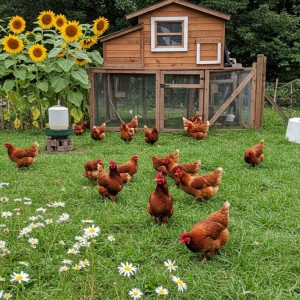 Cần cặp vợ chồng chăm vịt ở Củ Chi ( bao ở ko bao ăn )