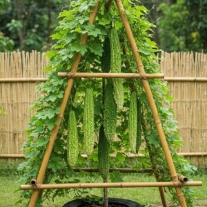 Hôm Nay Em Cần Chị Chăm Bà Yếu, Ở Dĩ An- Bình Dương