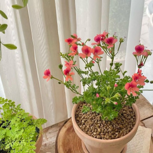 Tuyển chị giúp việc nhà Quận 4  gần chợ  Đoàn Văn Bơ, lương 11 triệu ( bao ăn ở )