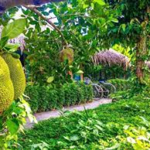 Vườn trái cây ở Tánh Linh , Bình Thuận cần 1 cặp vợ chồng canh vườn , làm vườn