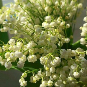 Shop nhà em có bán quần áo chị về chị phụ bán- Bình Dương- bao ăn ở